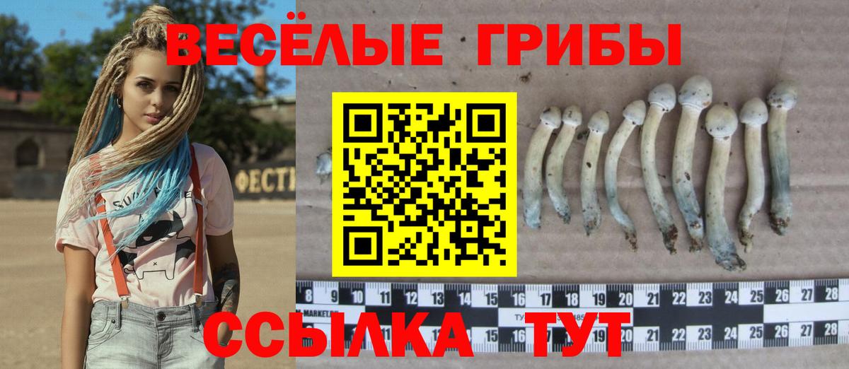 Партизанск  Псилоцибиновые грибы Psilocybine cubensis  что такое   Вход с VPN 